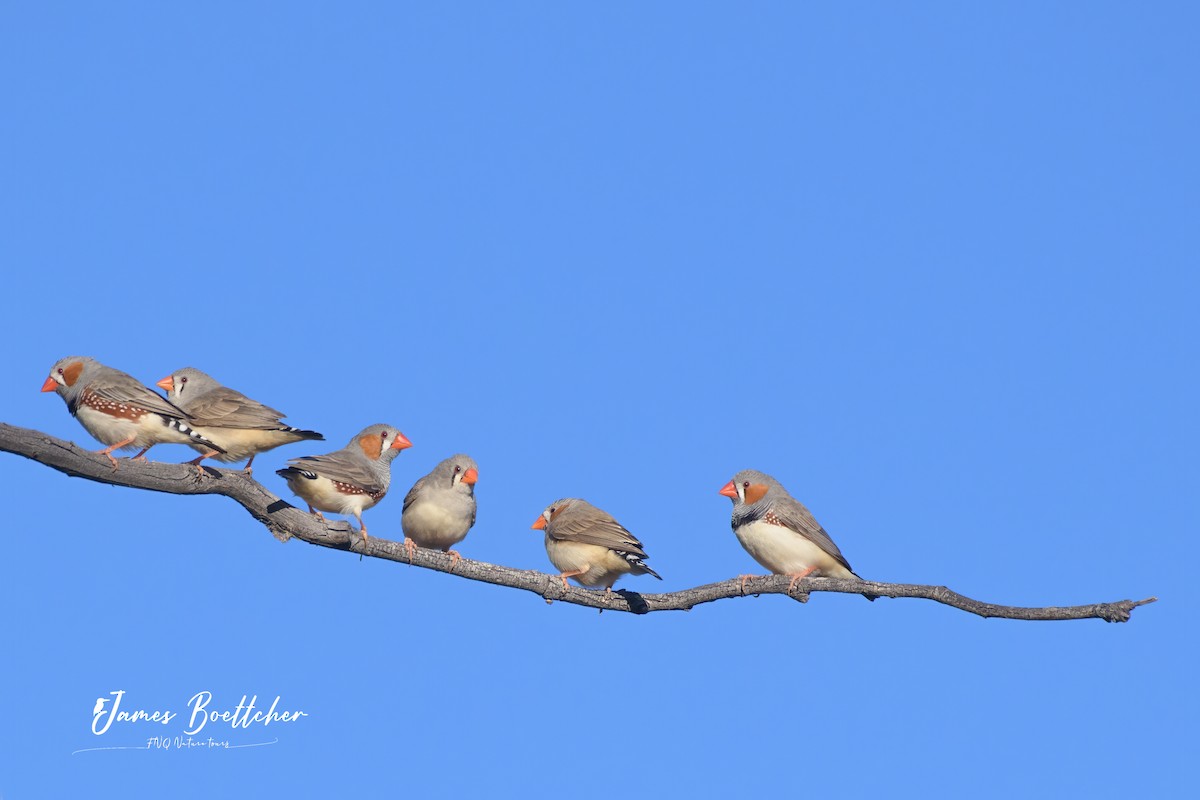 Zebra Finch - ML340115141