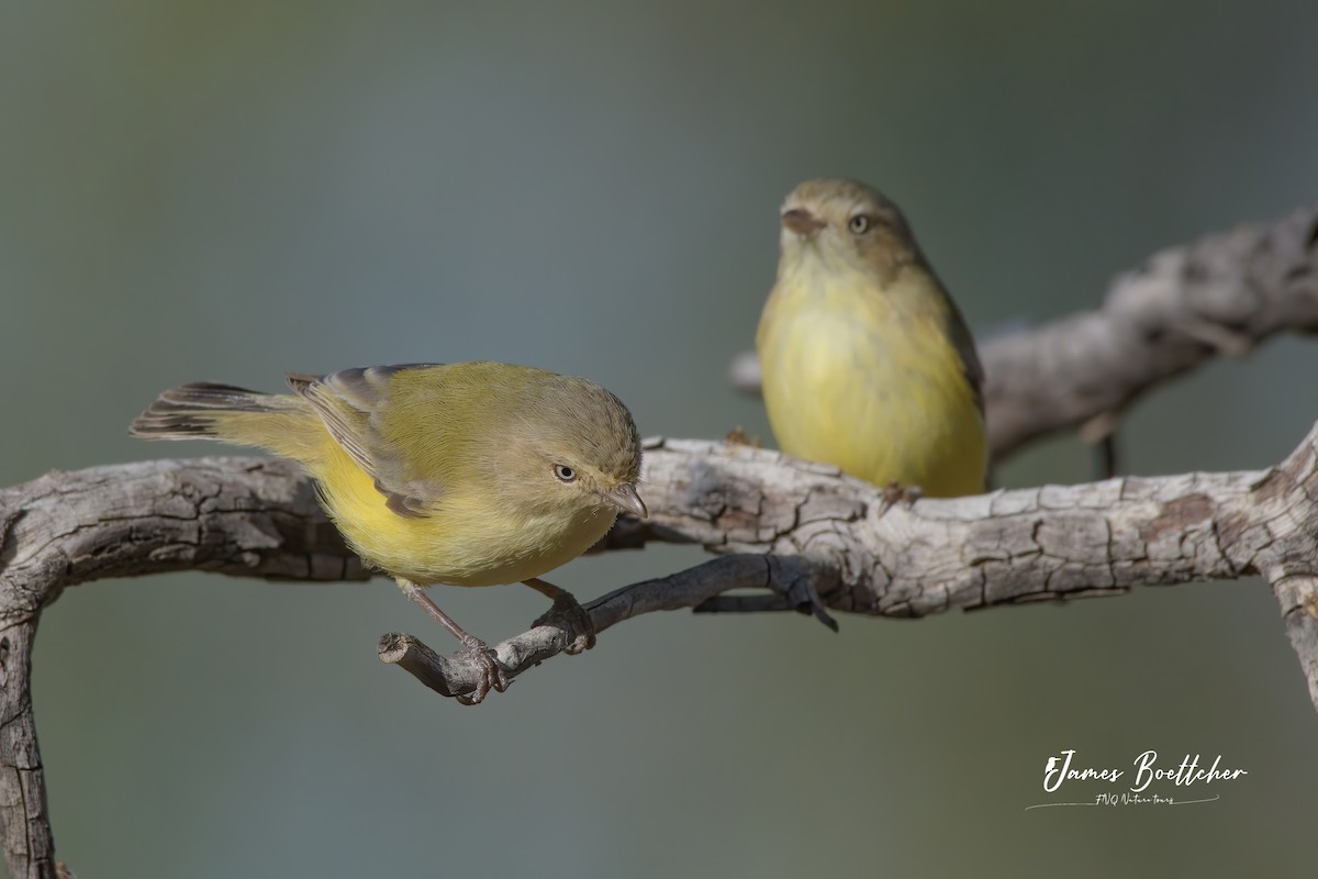 Weebill - ML340115321