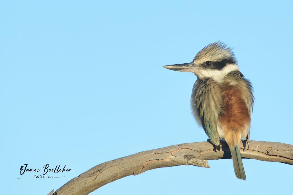 Red-backed Kingfisher - ML340115331