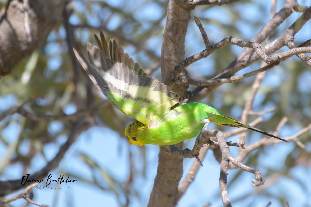 Budgerigar - ML340115351