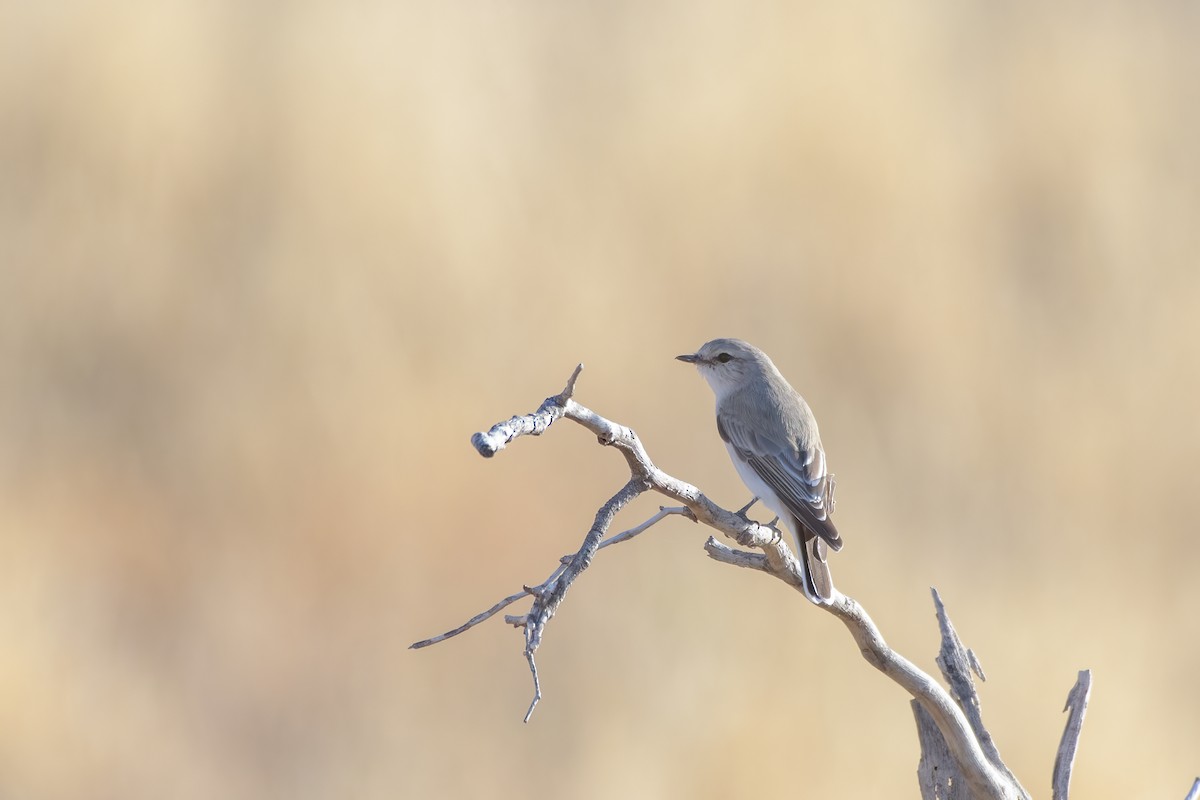 Jacky-winter - ML340115361