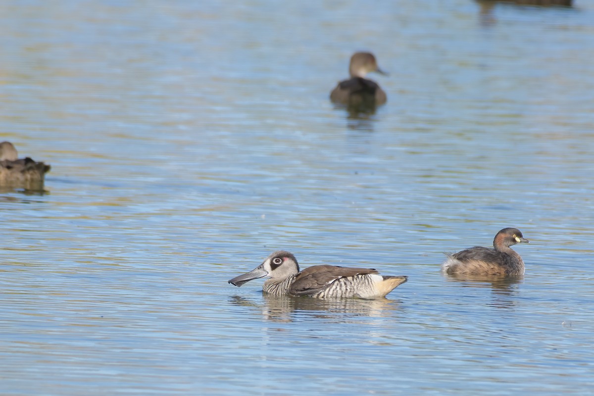 Pink-eared Duck - ML340115411