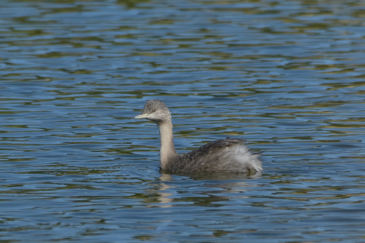 Hoary-headed Grebe - ML340115441