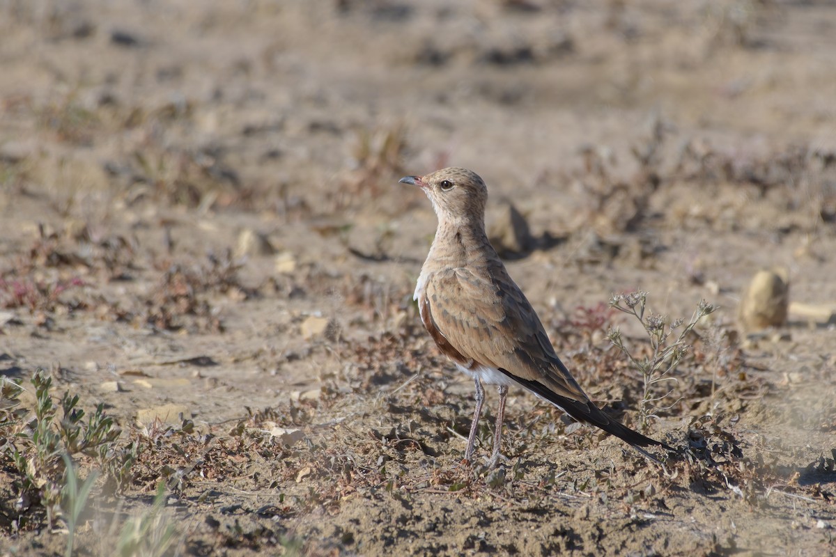 Australian Pratincole - ML340115621