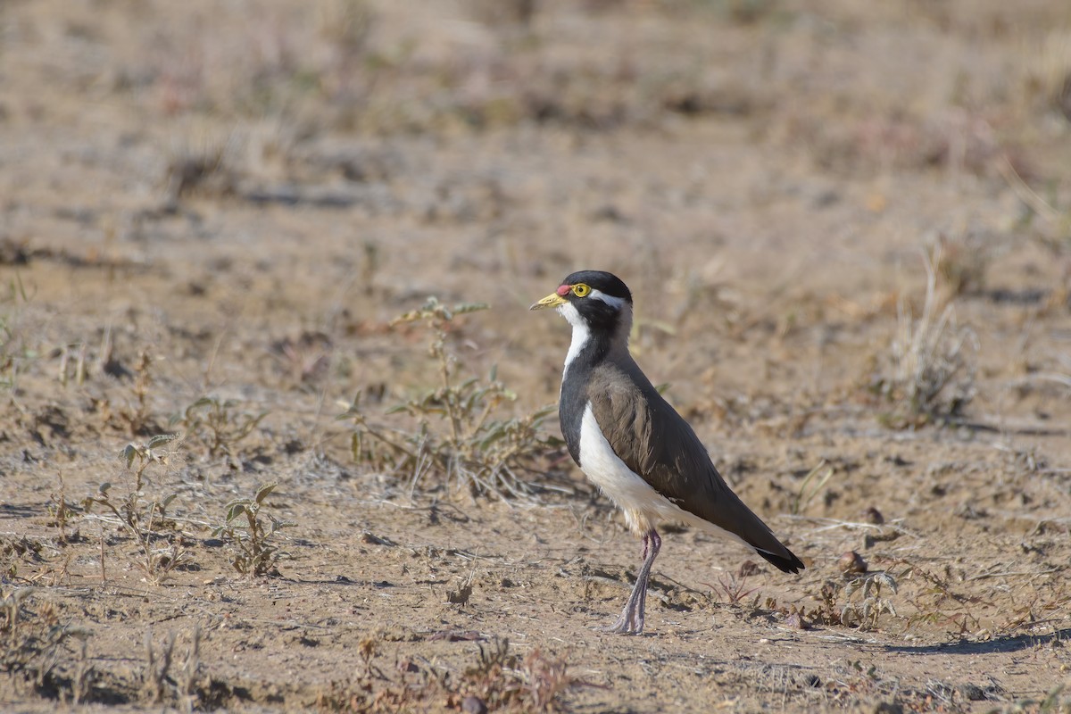 Banded Lapwing - ML340115631