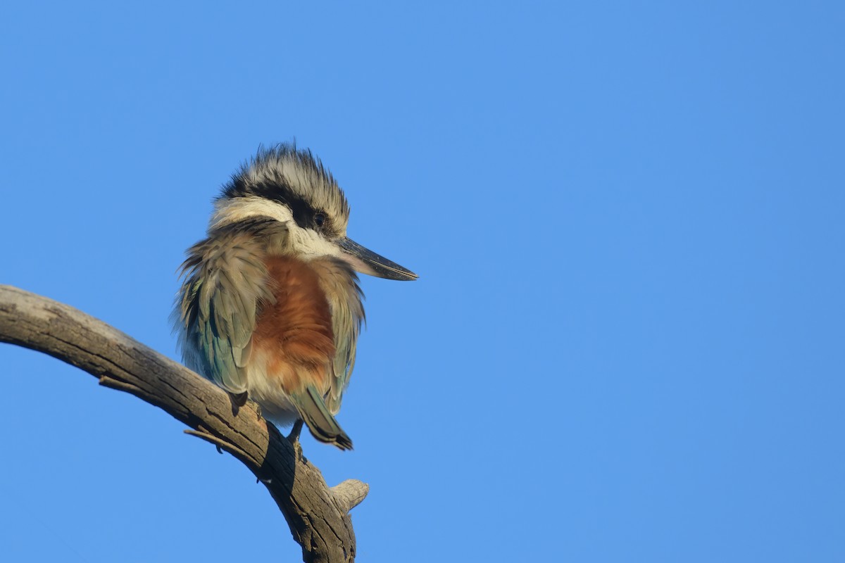 Red-backed Kingfisher - ML340115641
