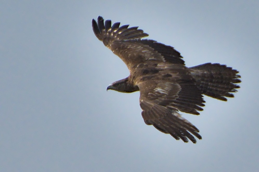 Oriental Honey-buzzard - Harish Dobhal