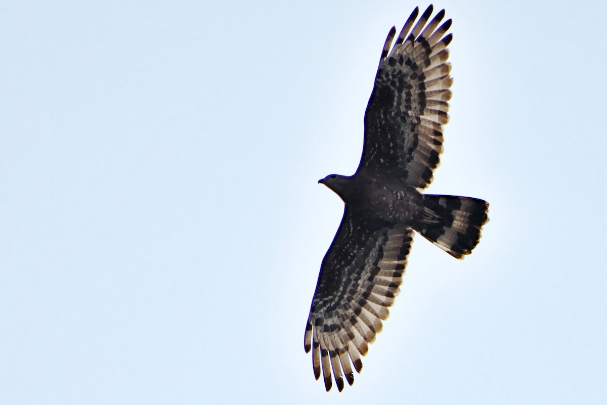 Oriental Honey-buzzard - Harish Dobhal