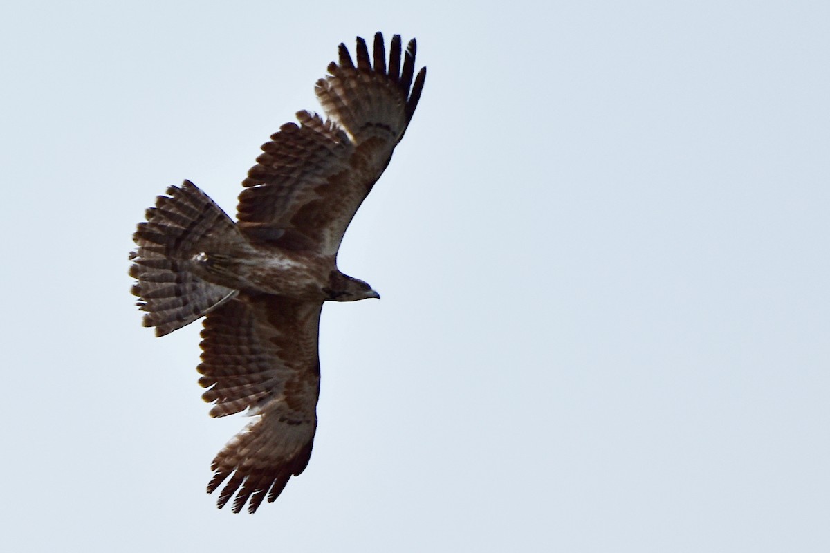 Oriental Honey-buzzard - Harish Dobhal