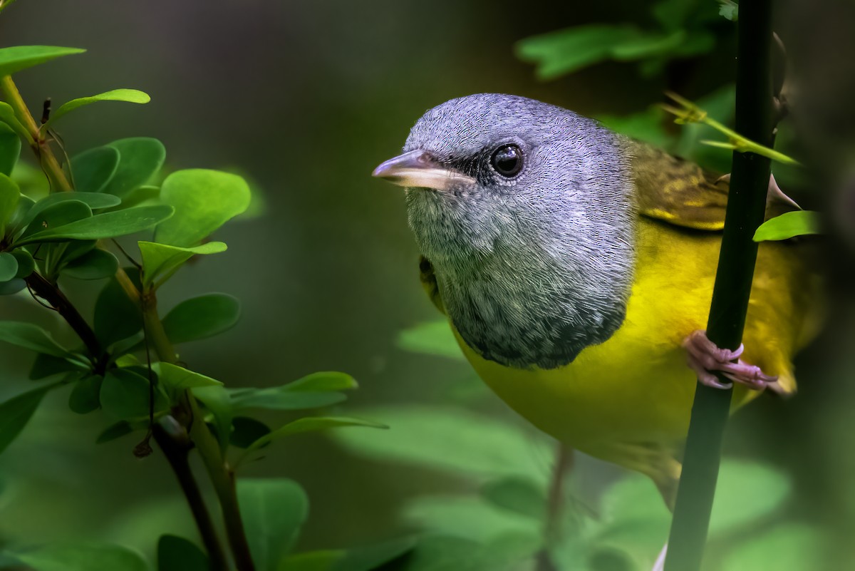 Mourning Warbler - ML340117171