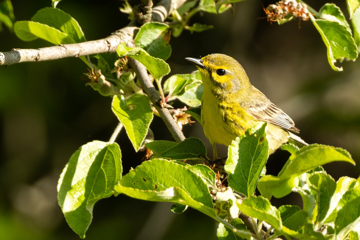 Prairie Warbler - Brad Imhoff