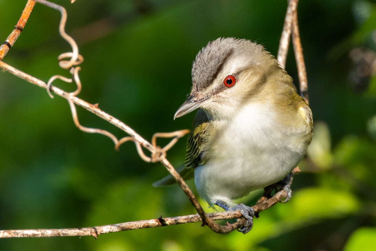 Red-eyed Vireo - ML340117321