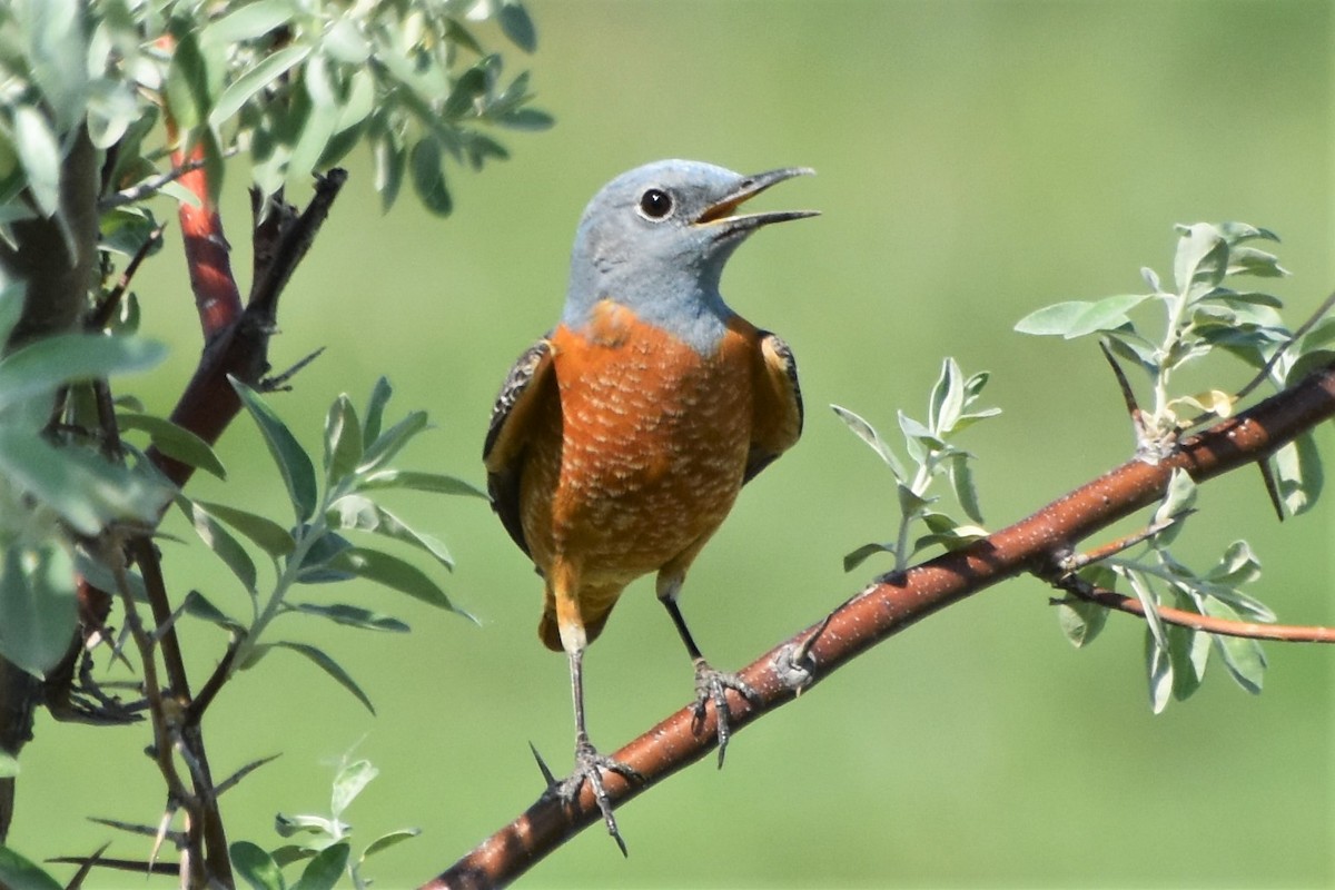 Хадны жижир - ML340118451