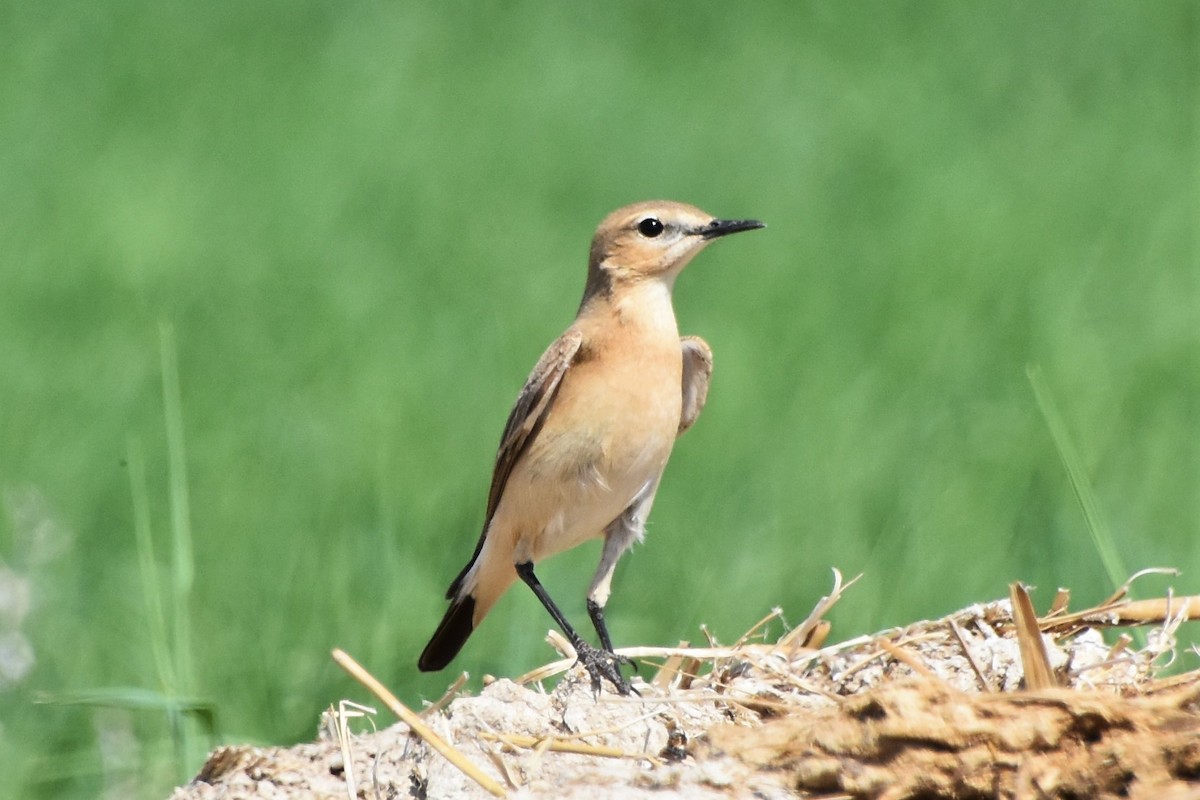 Бүжимч чогчиго - ML340118571