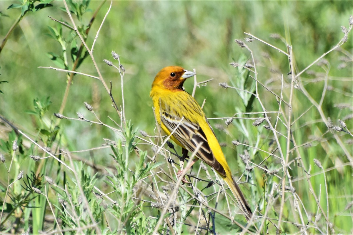 Хүрэн толгойт хөмрөг - ML340118661