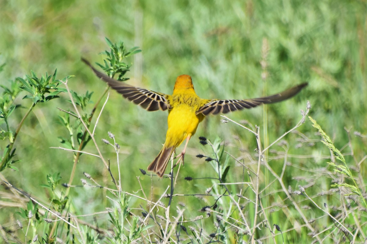 Хүрэн толгойт хөмрөг - ML340118701