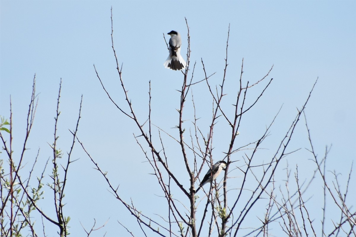 Хар духт дунхай - ML340118851