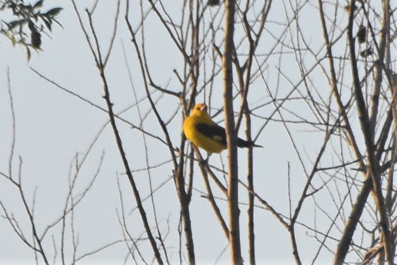 Indian Golden Oriole - ML340118901