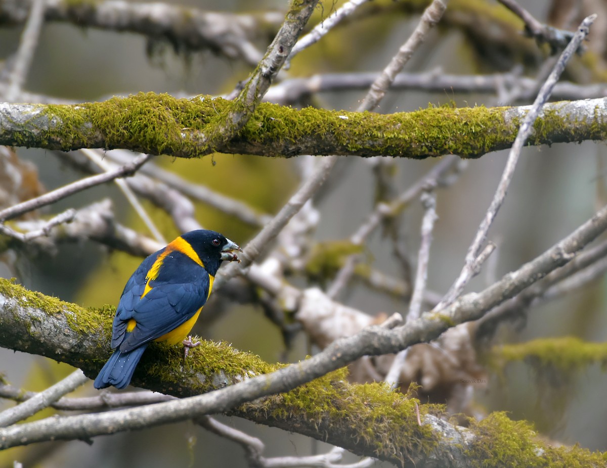 Collared Grosbeak - ML340119101