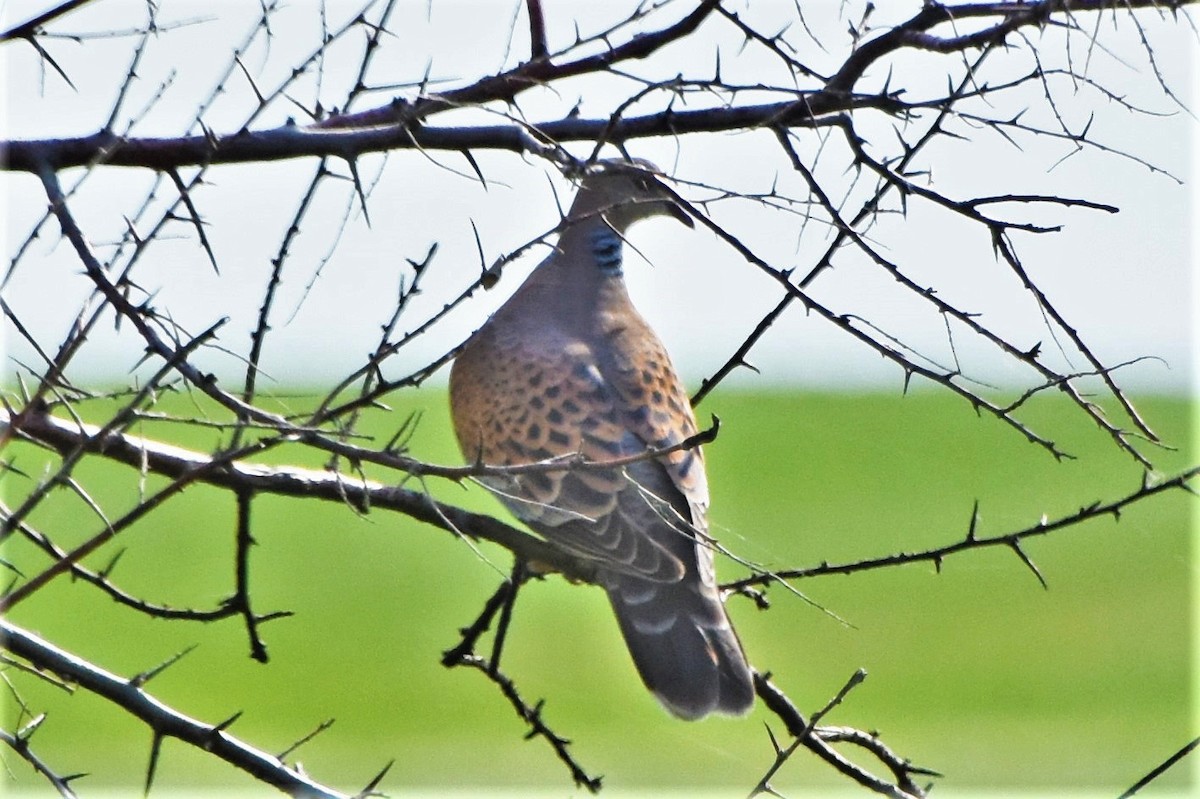 Дорнын хүүрзгэнэ - ML340119121