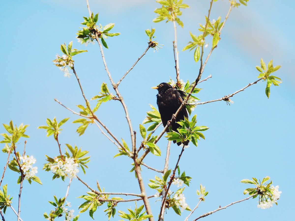 Eurasian Blackbird - ML340119291