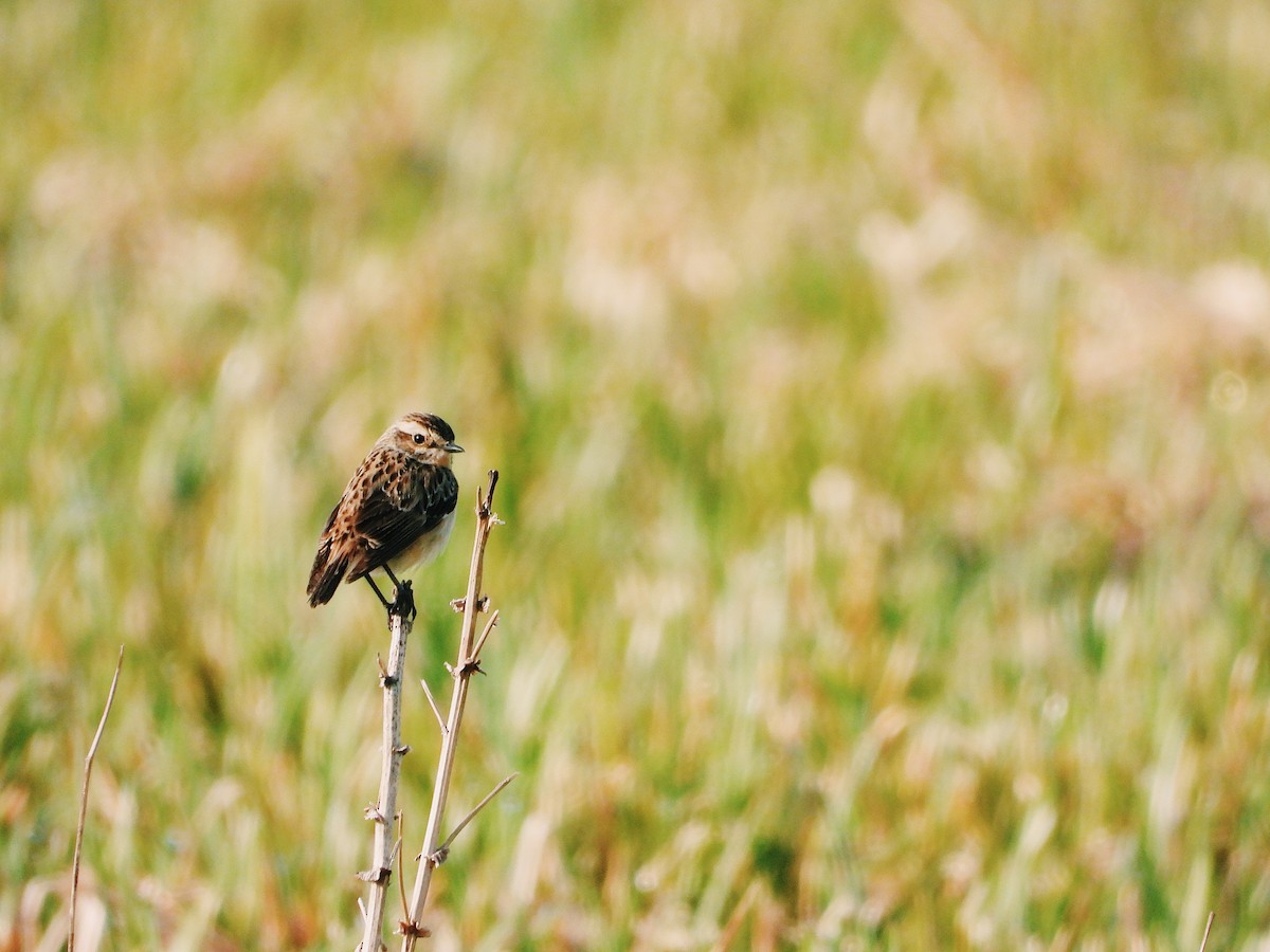 Whinchat - ML340119351