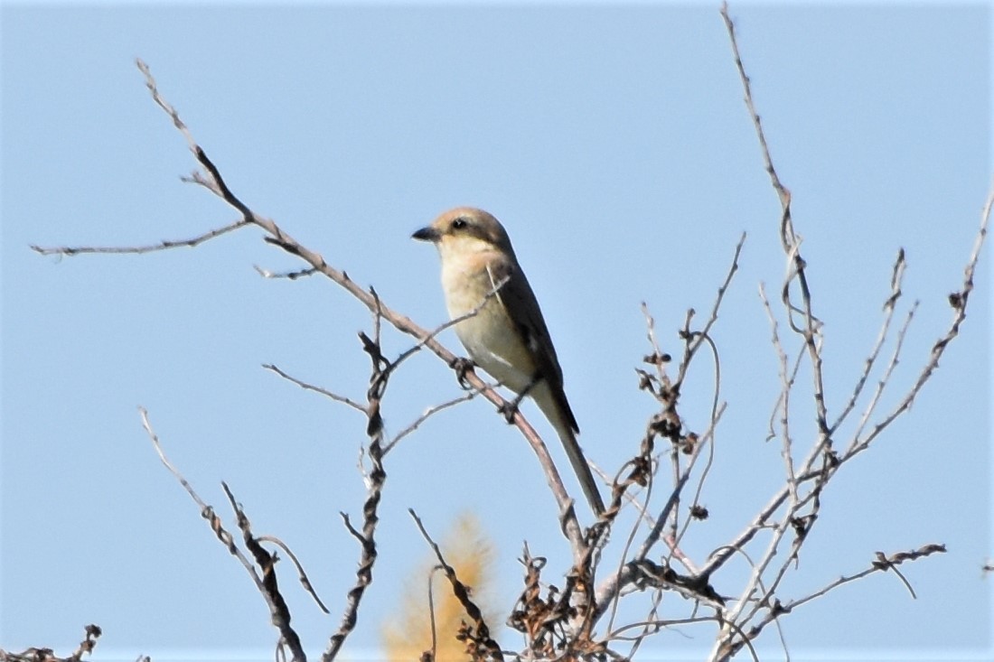 Улбар сүүлт дунхай - ML340119611