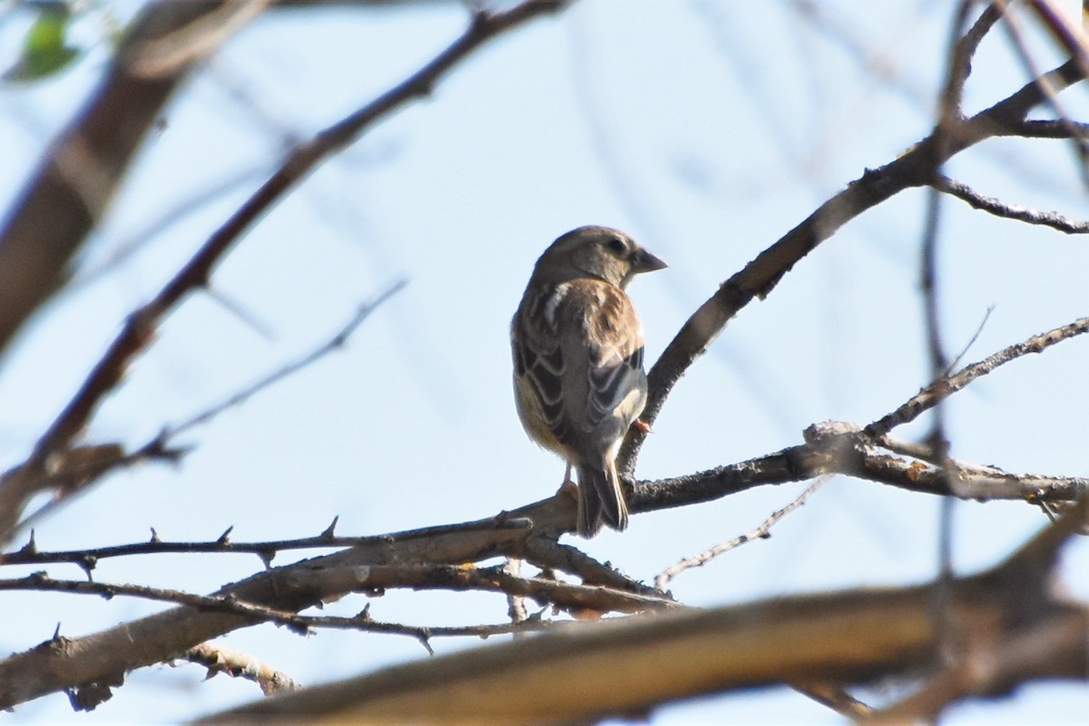 Spanish Sparrow - ML340119671