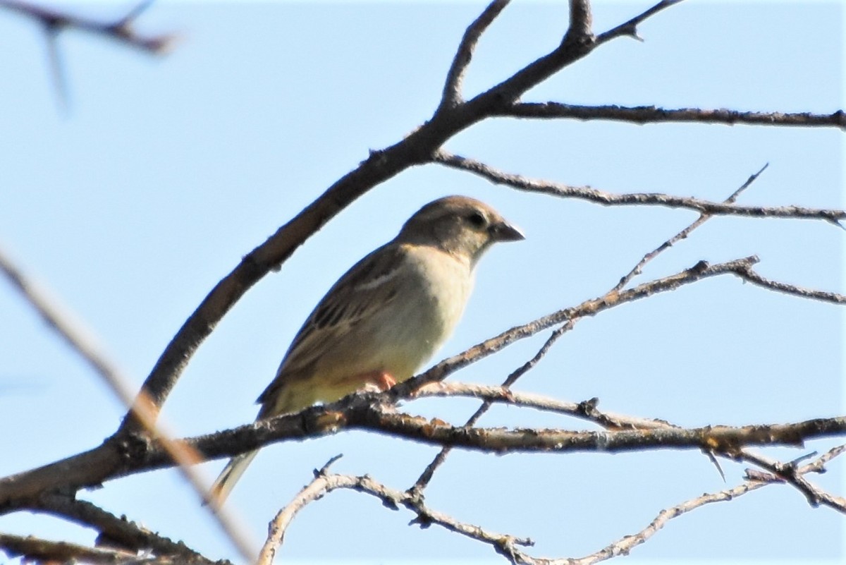 Spanish Sparrow - ML340119701