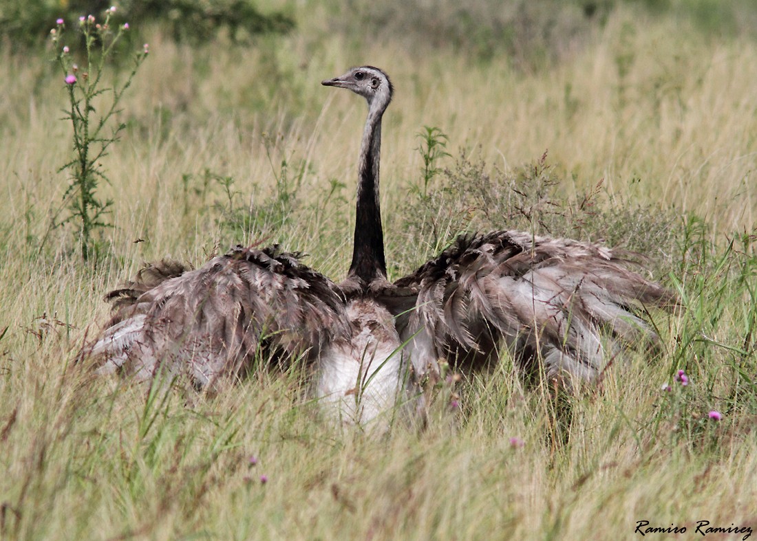 Greater Rhea - ML340119791