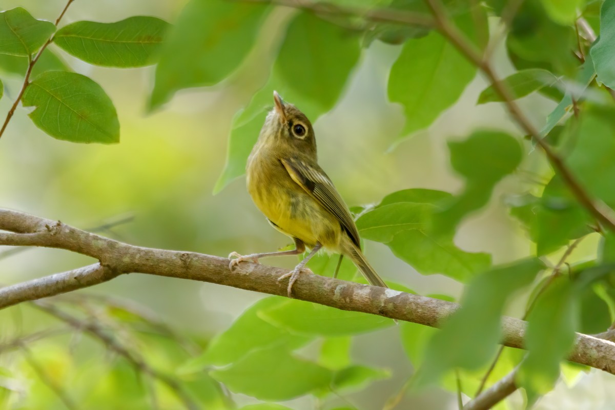 Eye-ringed Tody-Tyrant - ML340120561