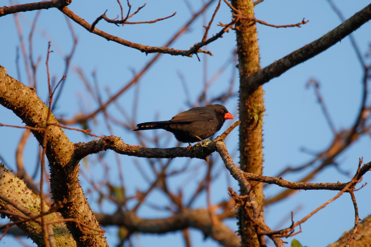 Black-throated Grosbeak - ML340120611