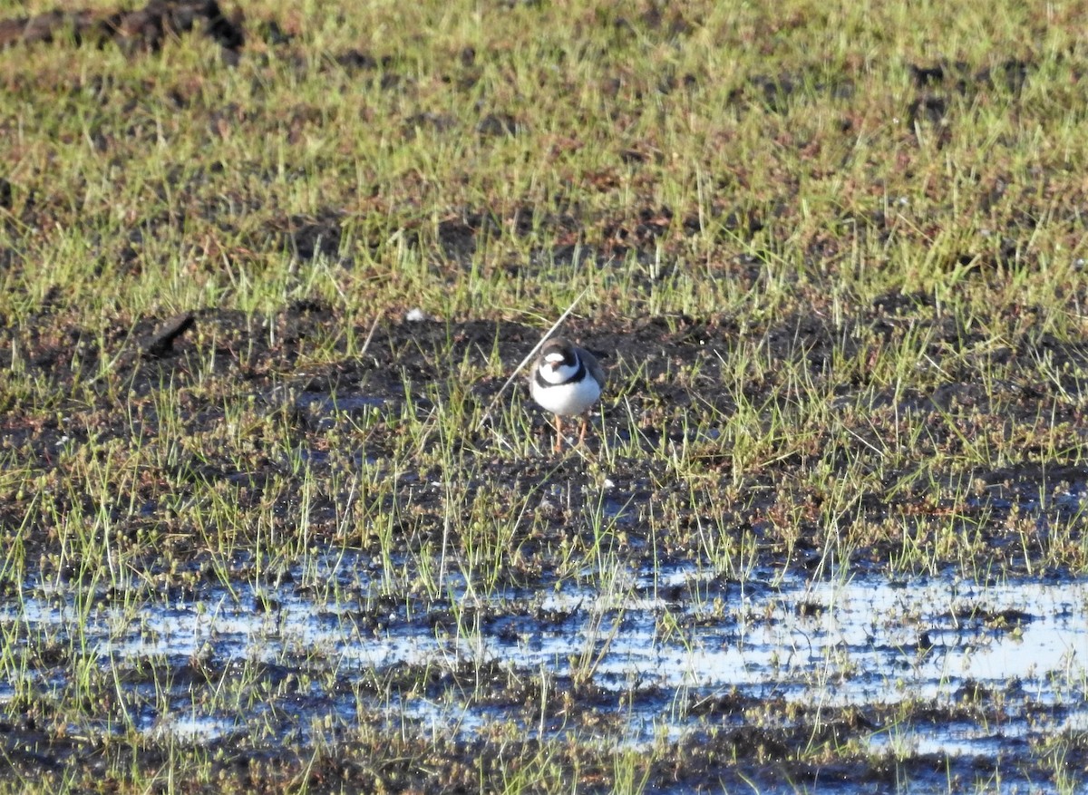 Semipalmated Plover - Andy McGivern