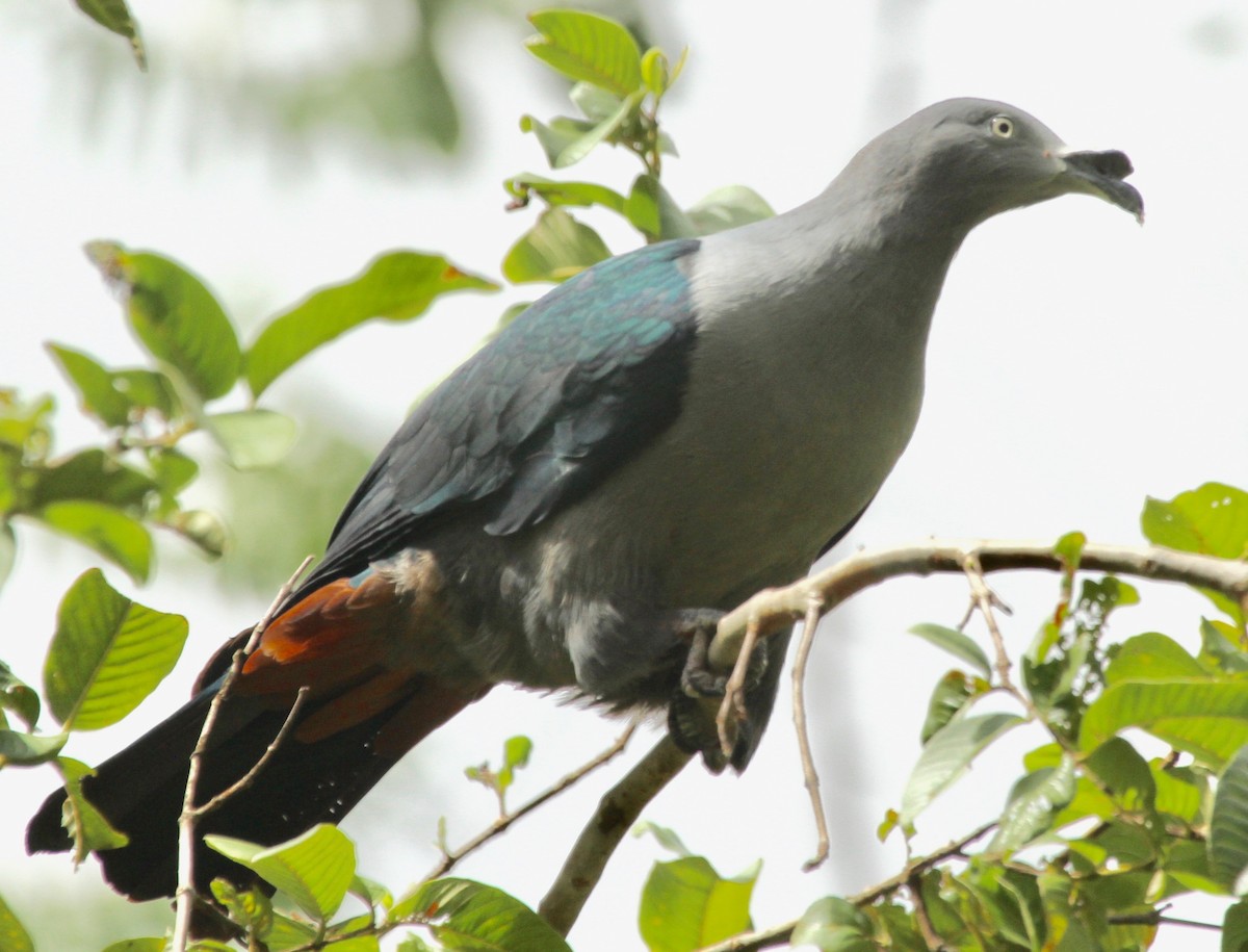 Marquesas Imperial-Pigeon - ML340122581