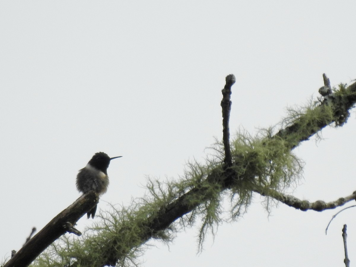 Ruby-throated Hummingbird - ML340124971