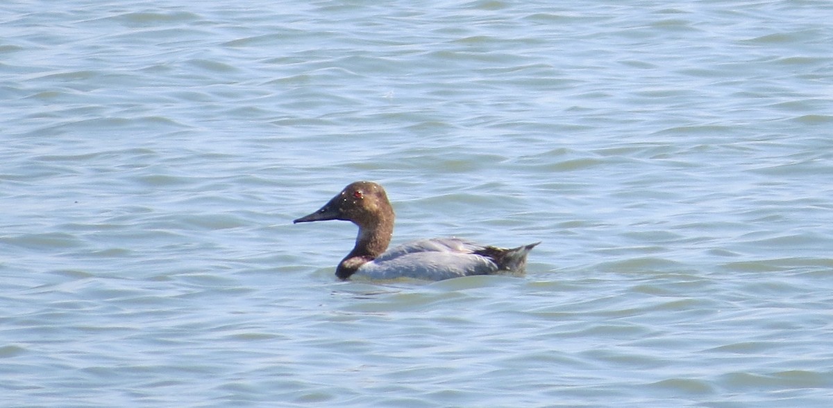 Canvasback - ML34012501