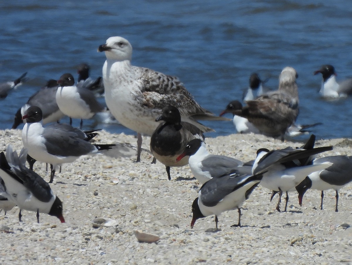 Branta musubeltza (hrota) - ML340125721