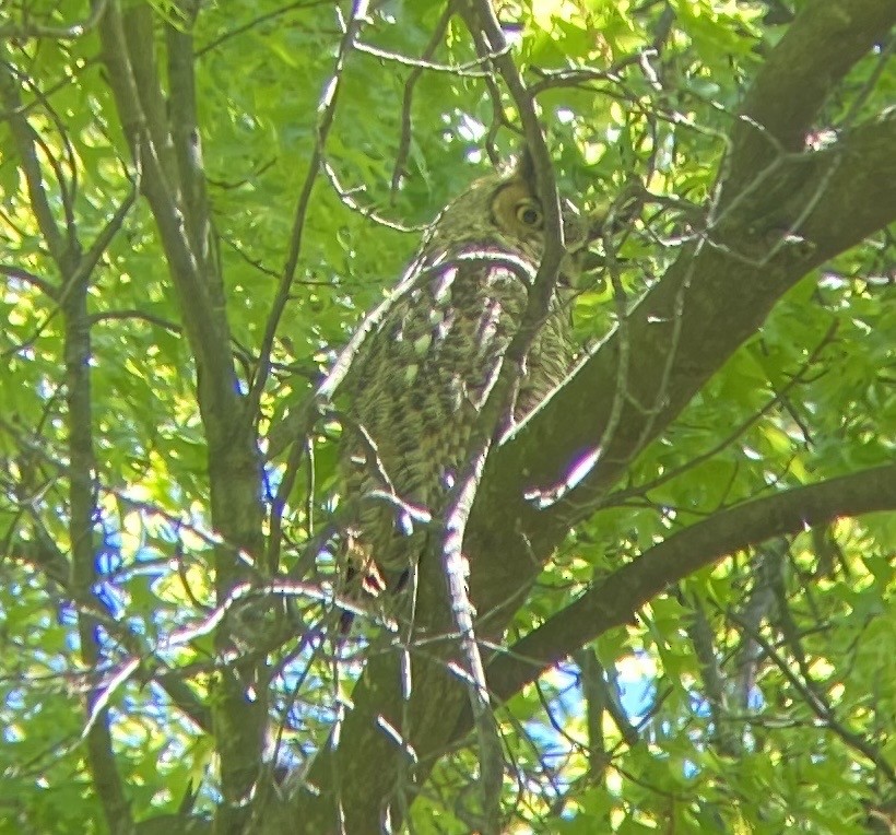 Great Horned Owl - ML340127061