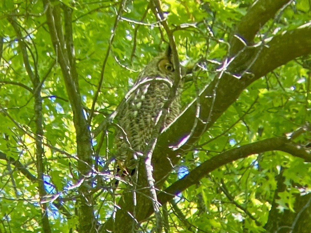 Great Horned Owl - ML340127071