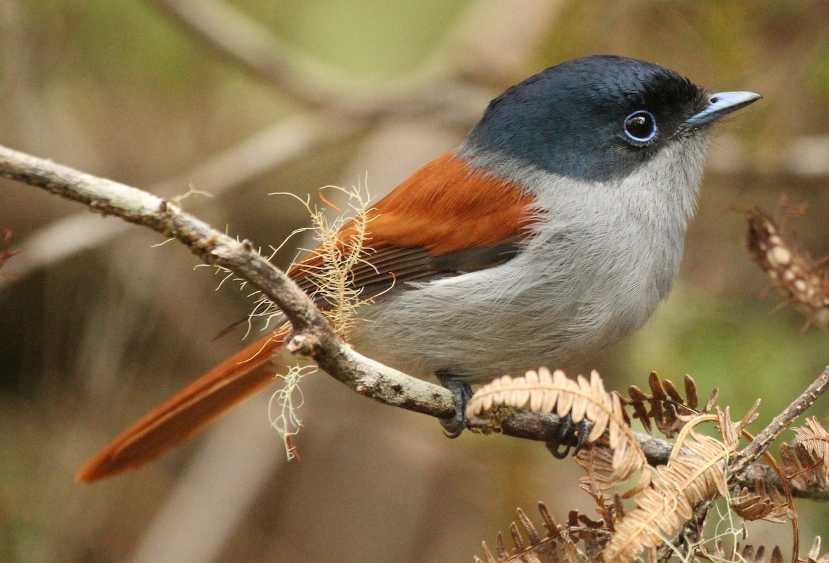 Mascarene Paradise-Flycatcher - ML340127641