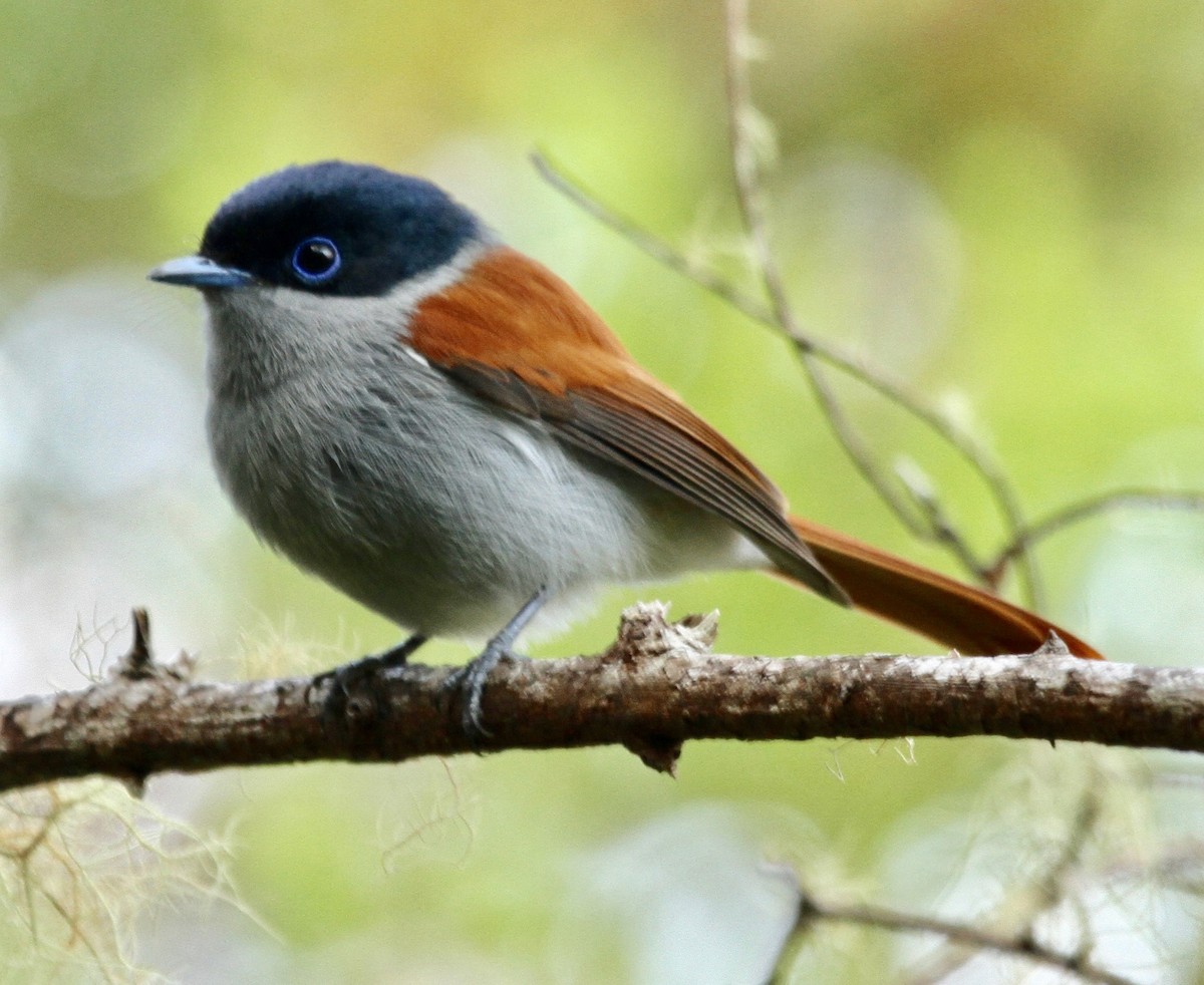 Mascarene Paradise-Flycatcher - ML340127651