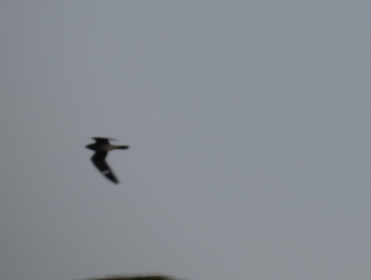 Common Nighthawk - ML340128481