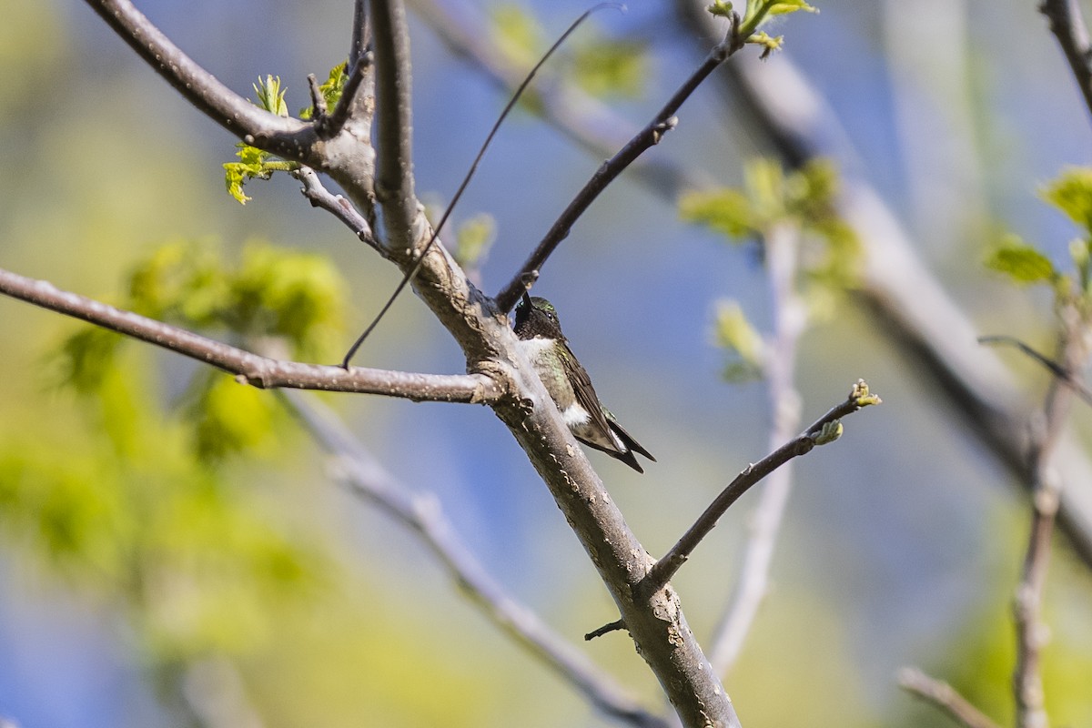 Ruby-throated Hummingbird - ML340128591