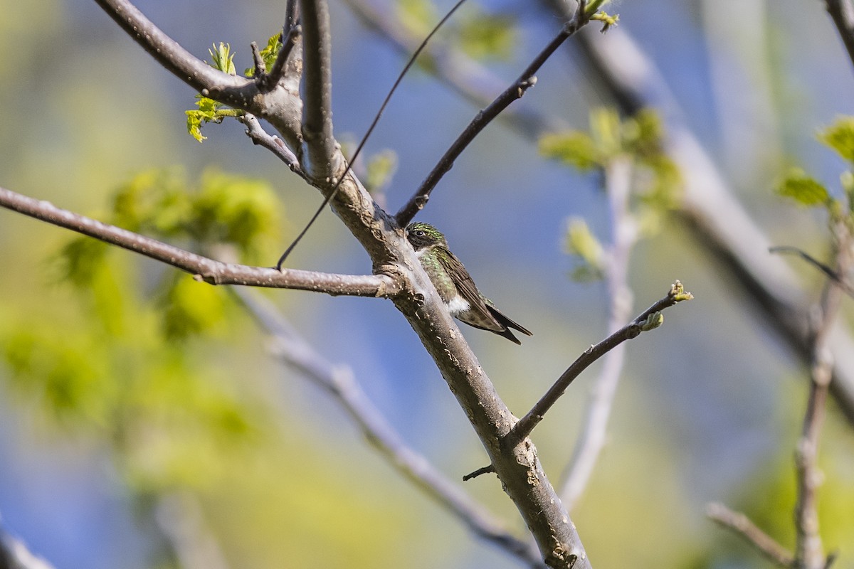 Colibrí Gorjirrubí - ML340128621