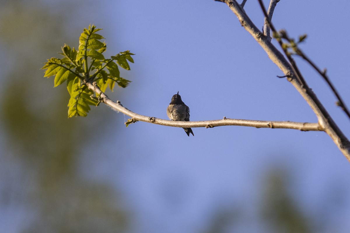 Colibrí Gorjirrubí - ML340128681