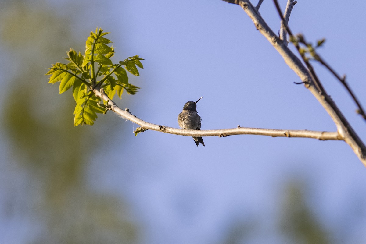 Ruby-throated Hummingbird - ML340128721