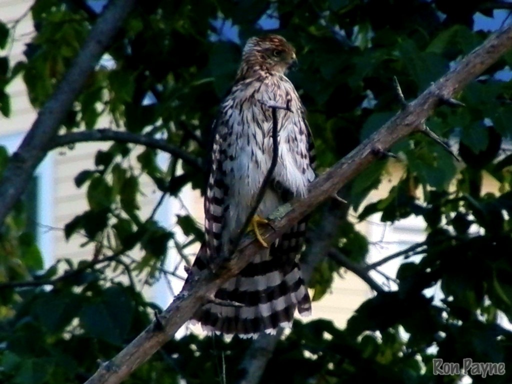 Cooper's Hawk - ML34012911