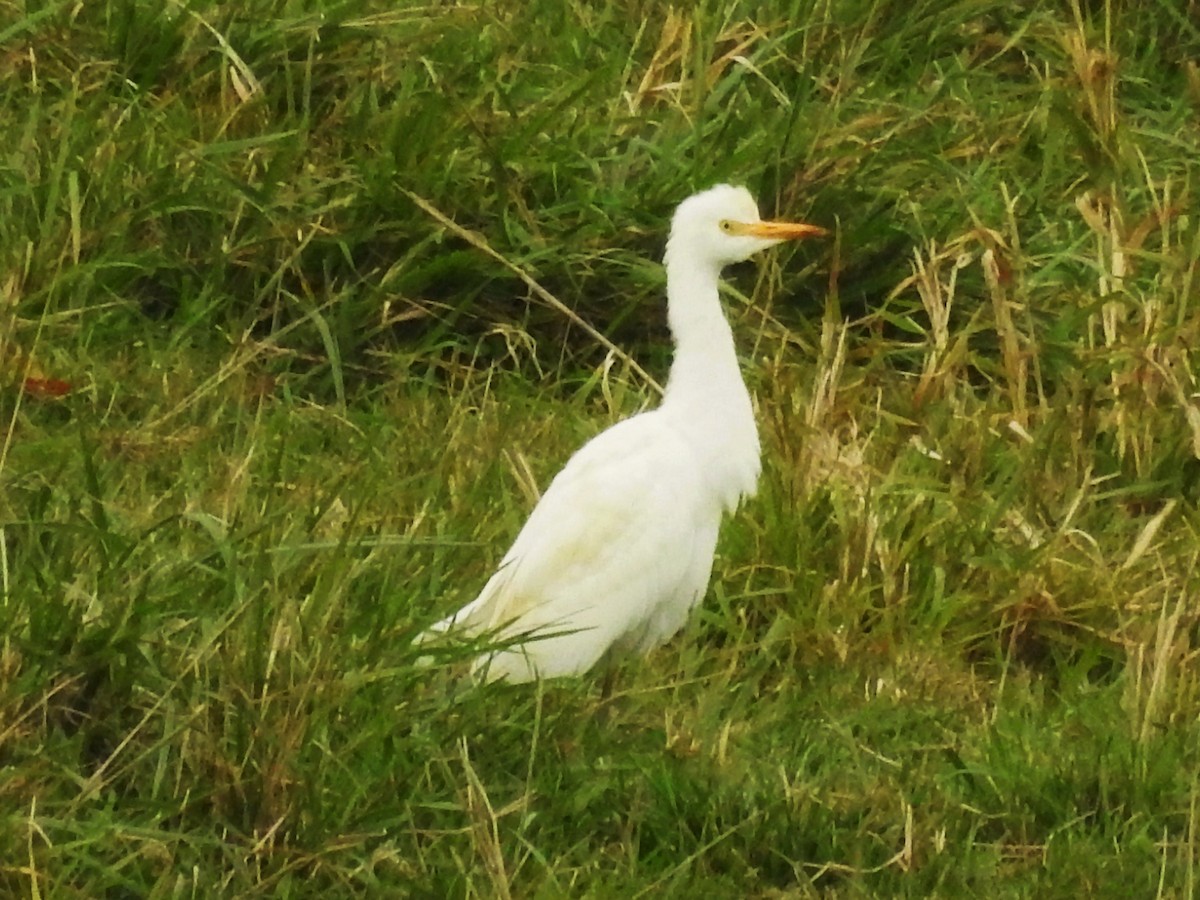 Western Cattle-Egret - ML34012931