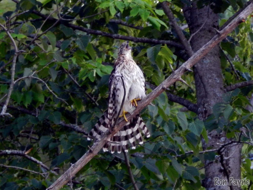 Cooper's Hawk - ML34012941