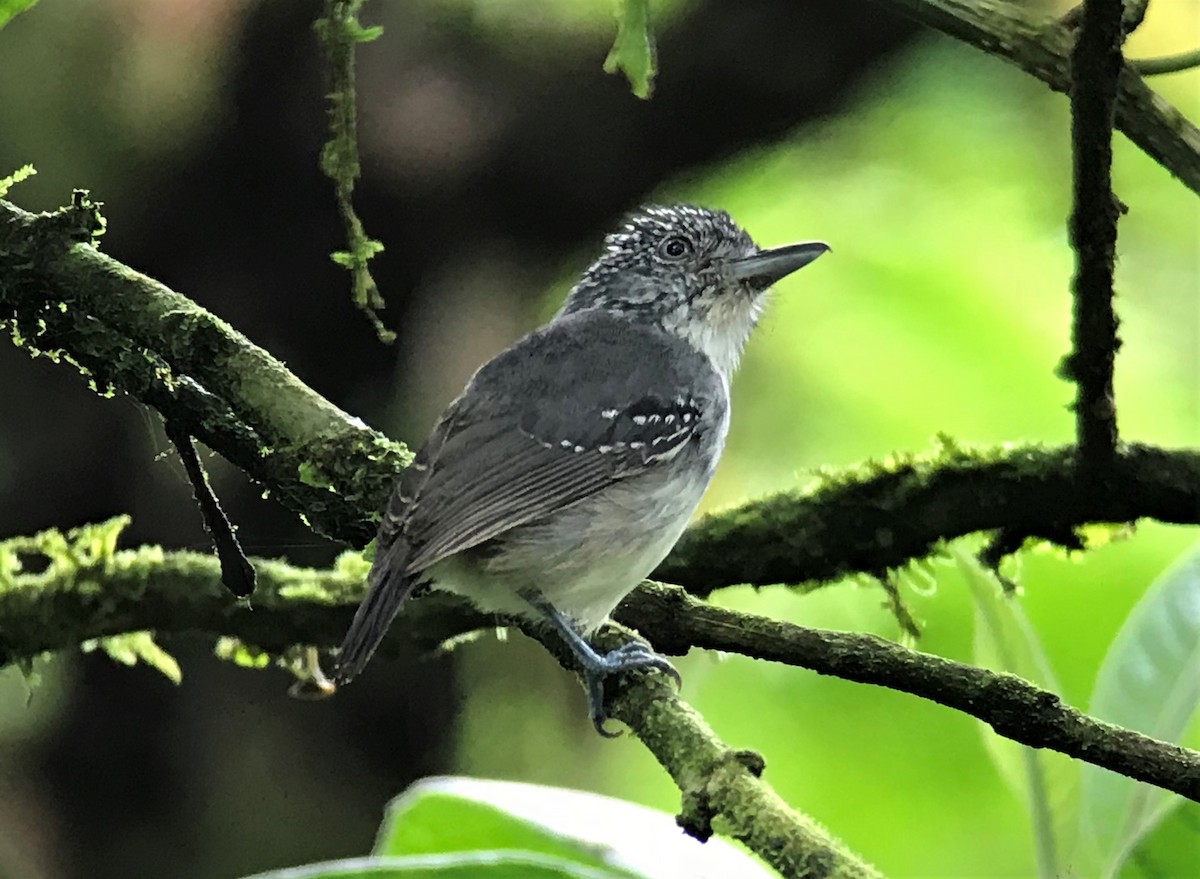 Spot-crowned Antvireo - Tommie Rogers
